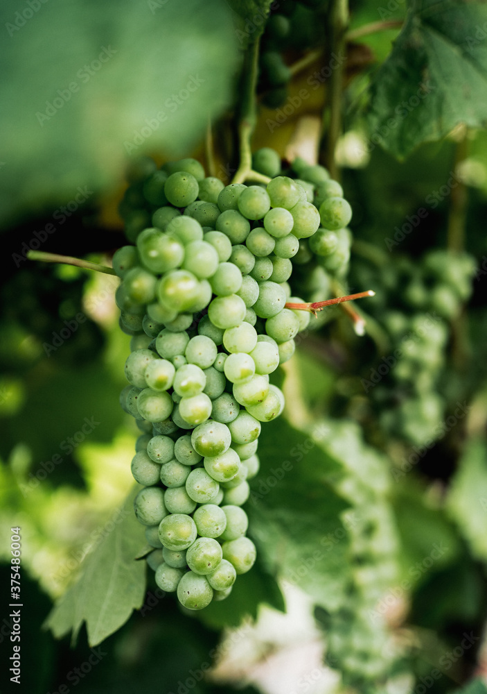 green grapes growing in a vineyard