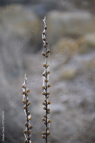 Hierba con telaraña congelada por el frío © Virginia