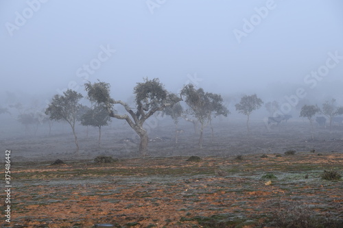 Niebla en el campo charro con paisaje de encinas