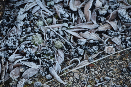 Detalle de hojas y ramas congeladas