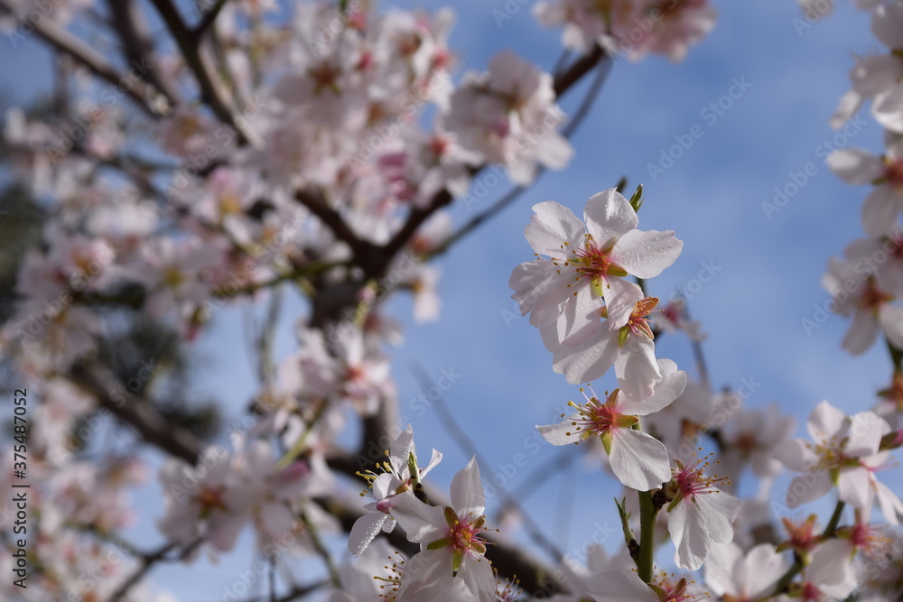 Flores de almendro en flor en primavera con cielo azul y nubes Flores de almendro en flor en primavera con cielo azul y nubes