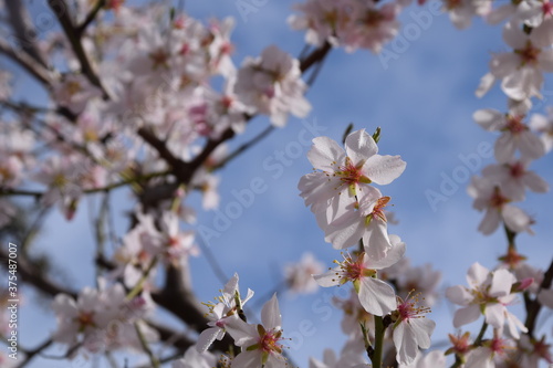 Flores de almendro en flor en primavera con cielo azul y nubes