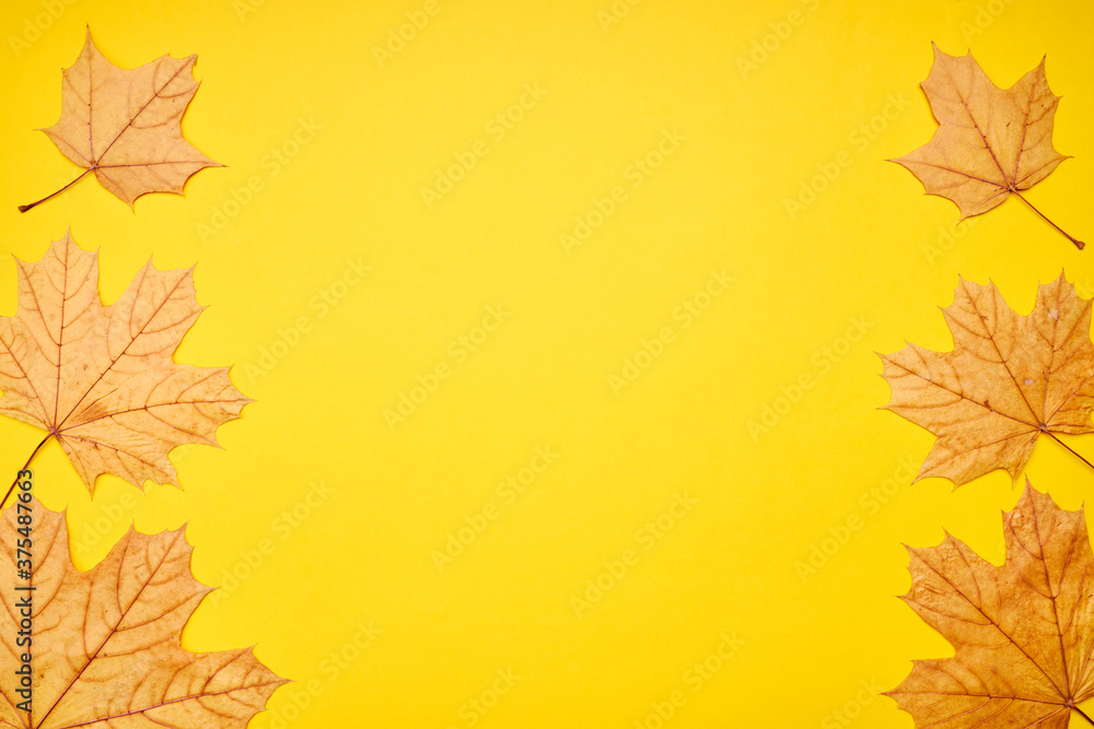 Fototapeta premium fall frame composition. yellow maple leaves frame. autumn concept