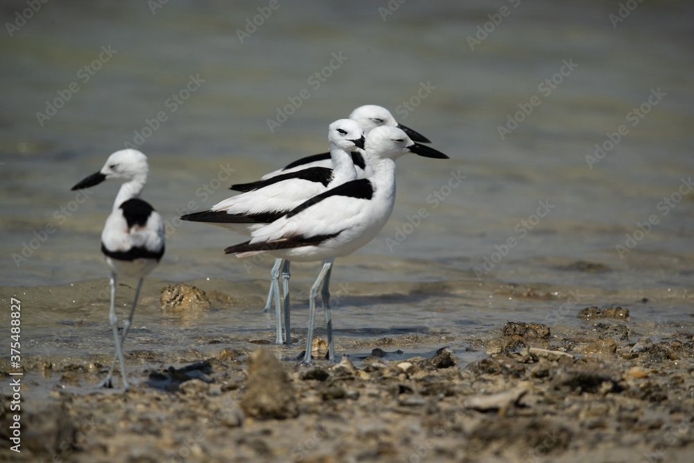Crab plovers at Busaiteen coast of Bahrain. Selective focus on the middle plover. Crab plovers at Busaiteen coast of Bahrain. Selective focus on the middle plover.