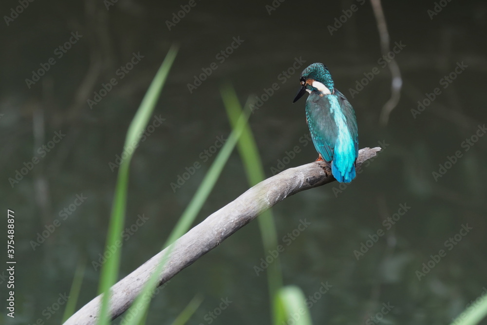 common kingfisher in field
