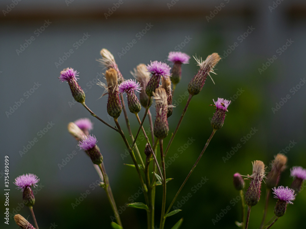 Burdock thorny purple flower, green bud and leaves in a herbal garden. Blooming medicinal plant burdock (Arctium lappa, burdock large, burdock) Burdock thorny purple flower, green bud and leaves in a herbal garden. Blooming medicinal plant burdock (Arctium lappa, burdock large, burdock)