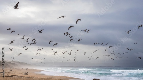 The Birds