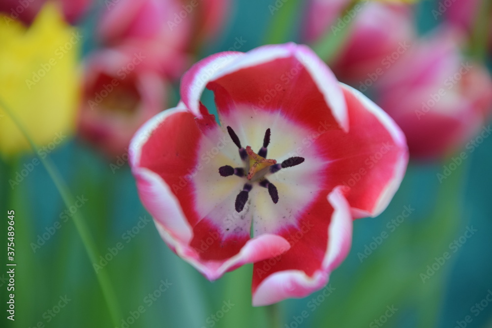 Tulipán desde arriba de color rosa fucsia y blanco Tulipán desde arriba de color rosa fucsia y blanco