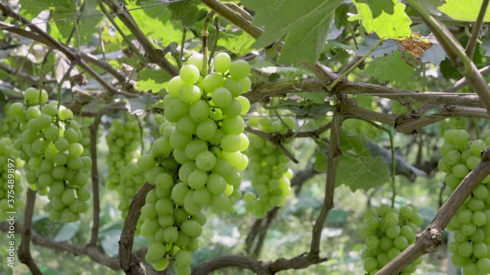 Sun rose grapes grown on trees Sun rose grapes grown on trees