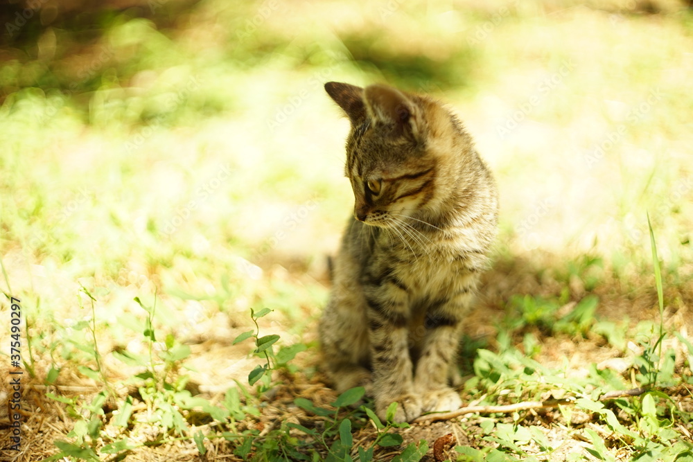 Tabby gray kitten sitting in the sunny summer garden on the grass