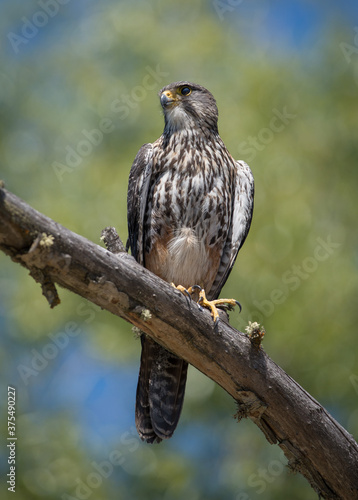 Wild Falcon perched New Zealand Karearea