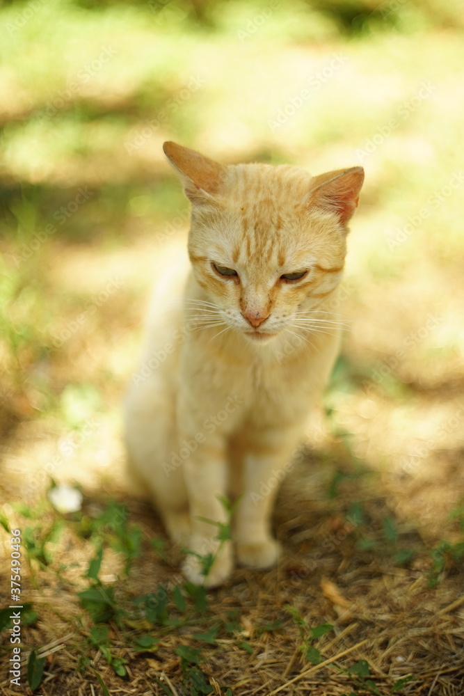 Ginger cat sitting in the summer garden