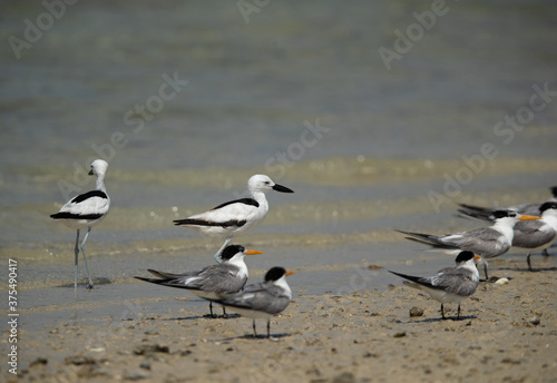 Crab plovers and greater crested terns during low tide at Busaiteen coast, Bahrain