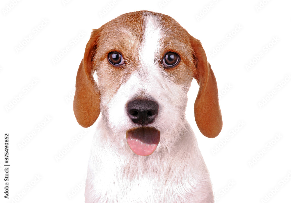 Closeup of a Beagle / Jack Russell Terrier mix breed dog, Jack-a-Bea, with its tongue out