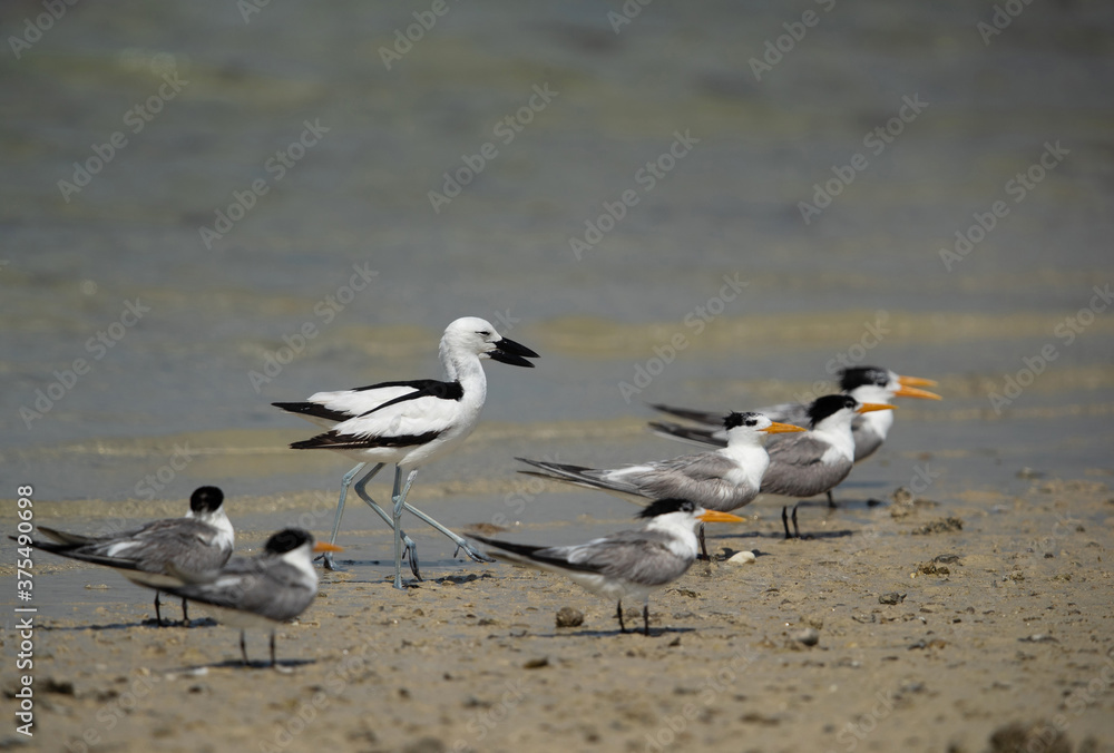 Crab plovers and grester crested tern during low tide at Busaiteen coast, Bahrain Crab plovers and grester crested tern during low tide at Busaiteen coast, Bahrain
