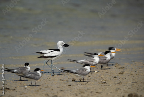 Crab plovers and grester crested tern during low tide at Busaiteen coast, Bahrain