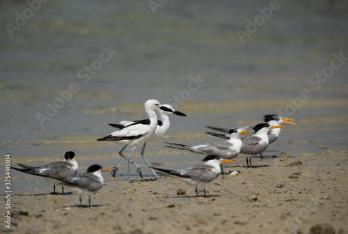 Crab plovers and greater crested terns at Busaiteen coast, Bahrain