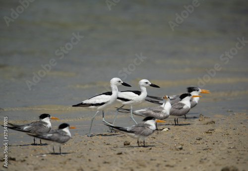 Crab plovers and greater crested tern at Busaiteen coast, Bahrain