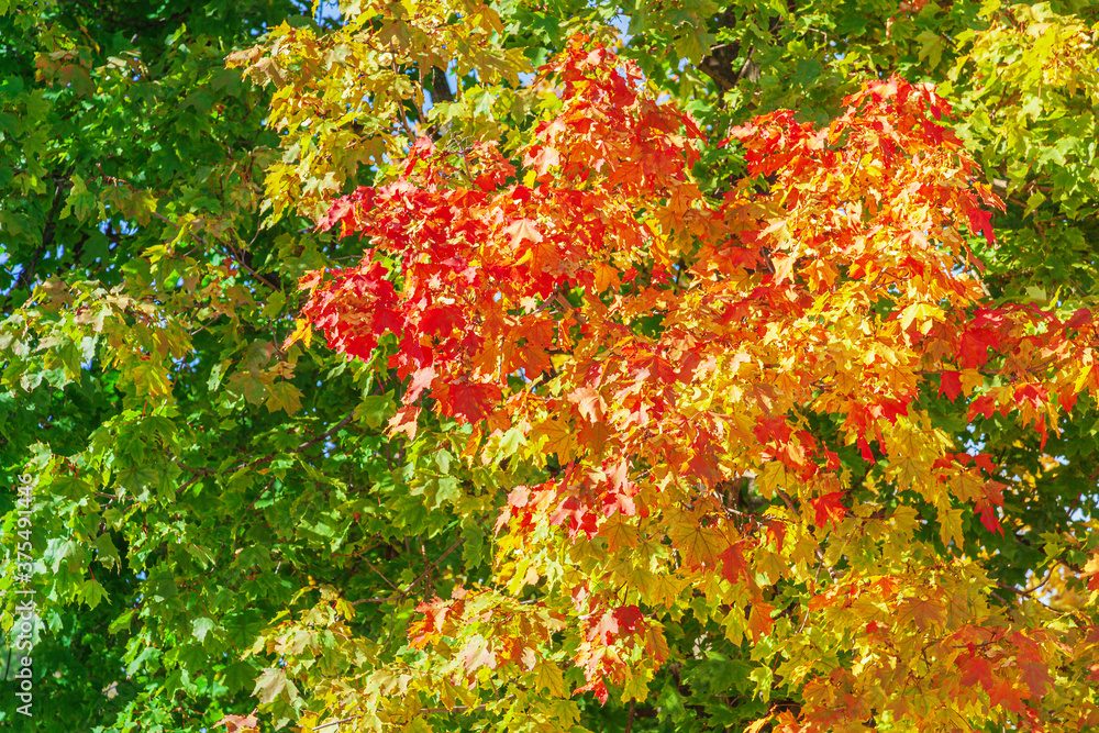 Autumn red, yellow and green foliage on tree branches, illuminated side in the park. Maple foliage. Sunny day. Autumn red, yellow and green foliage on tree branches, illuminated side in the park. Maple foliage. Sunny day.