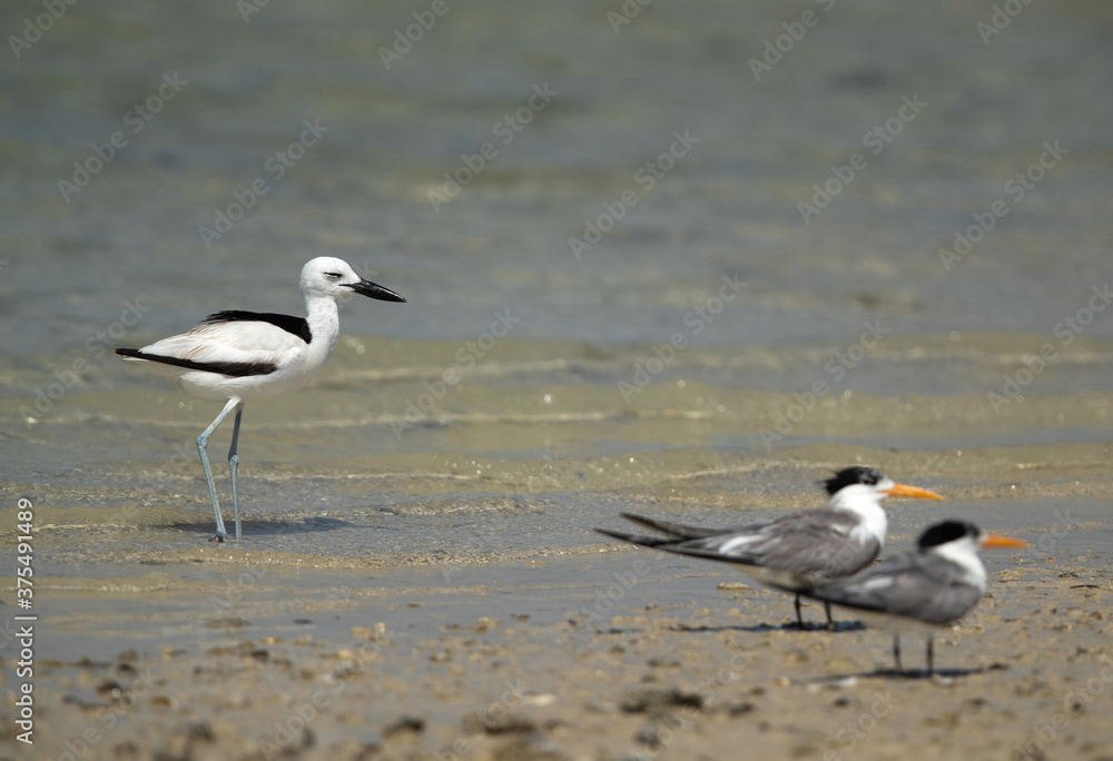 Crab plover and grester crested terns at Busaiteen coast, Bahrain Crab plover and grester crested terns at Busaiteen coast, Bahrain
