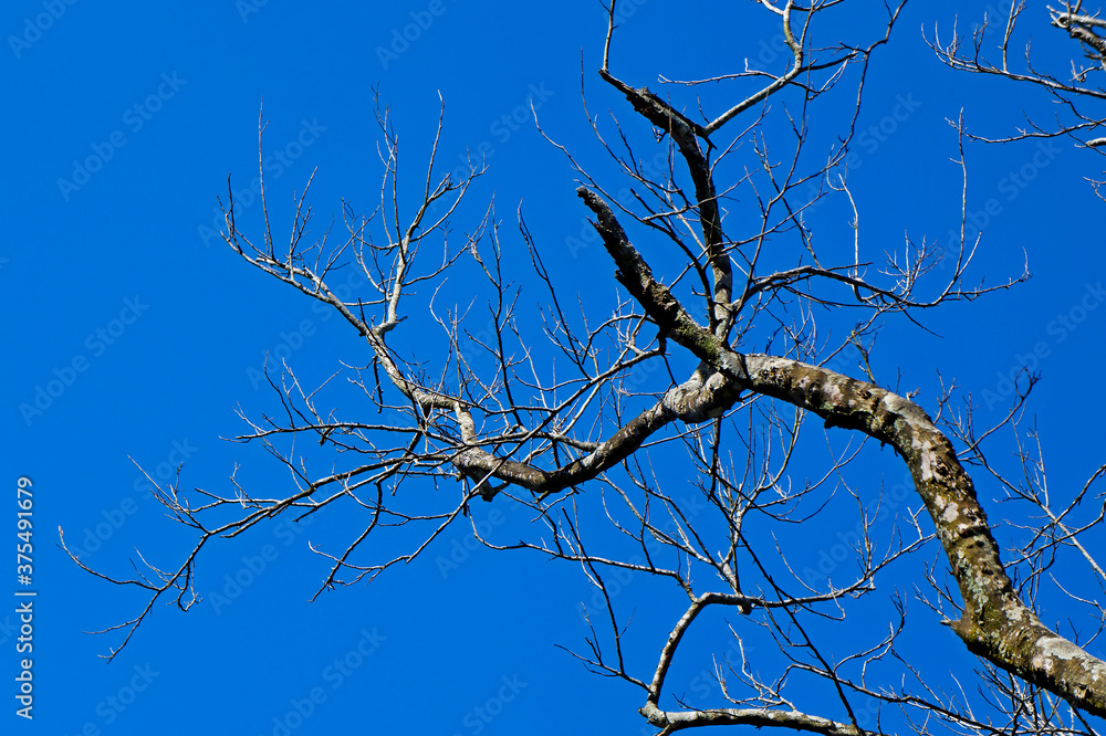 Dead tree branch and blue sky Dead tree branch and blue sky