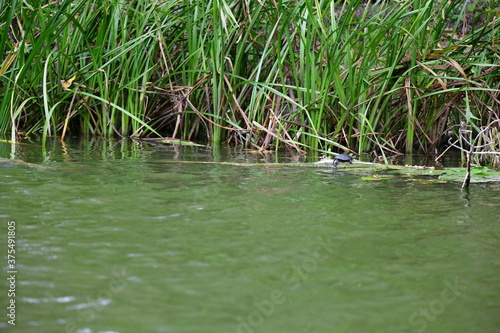 turtle in the pond