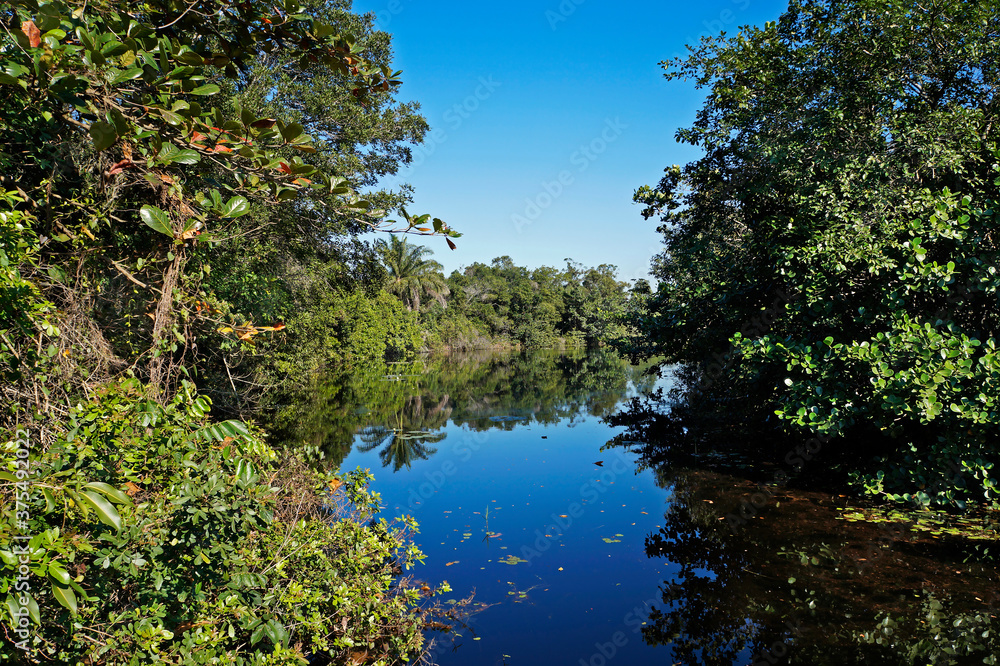 Tropical Landscape on public park, Rio de Janeiro Tropical Landscape on public park, Rio de Janeiro