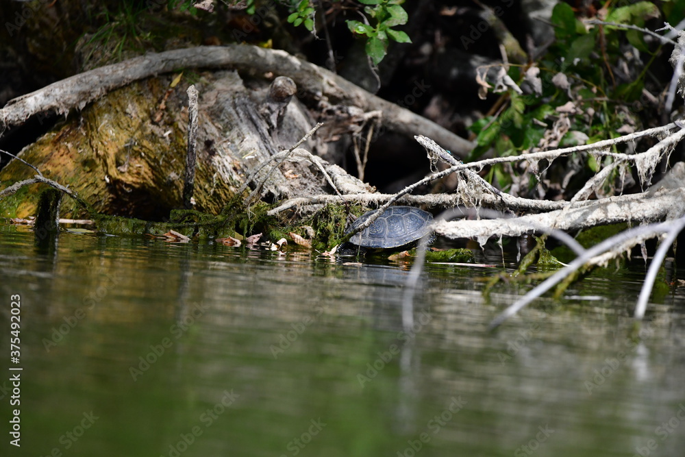 turtle in the pond turtle in the pond