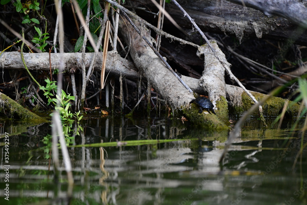 turtle in the pond turtle in the pond