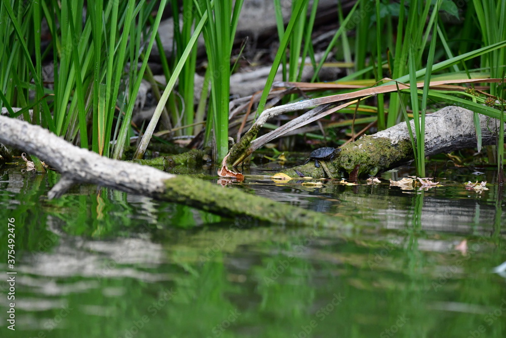 turtle in the pond turtle in the pond