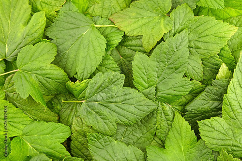 Green currant foliage leaves background