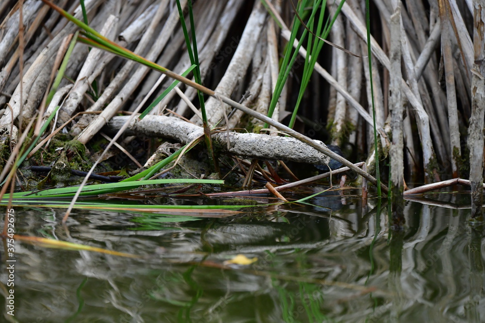 turtle in the pond turtle in the pond