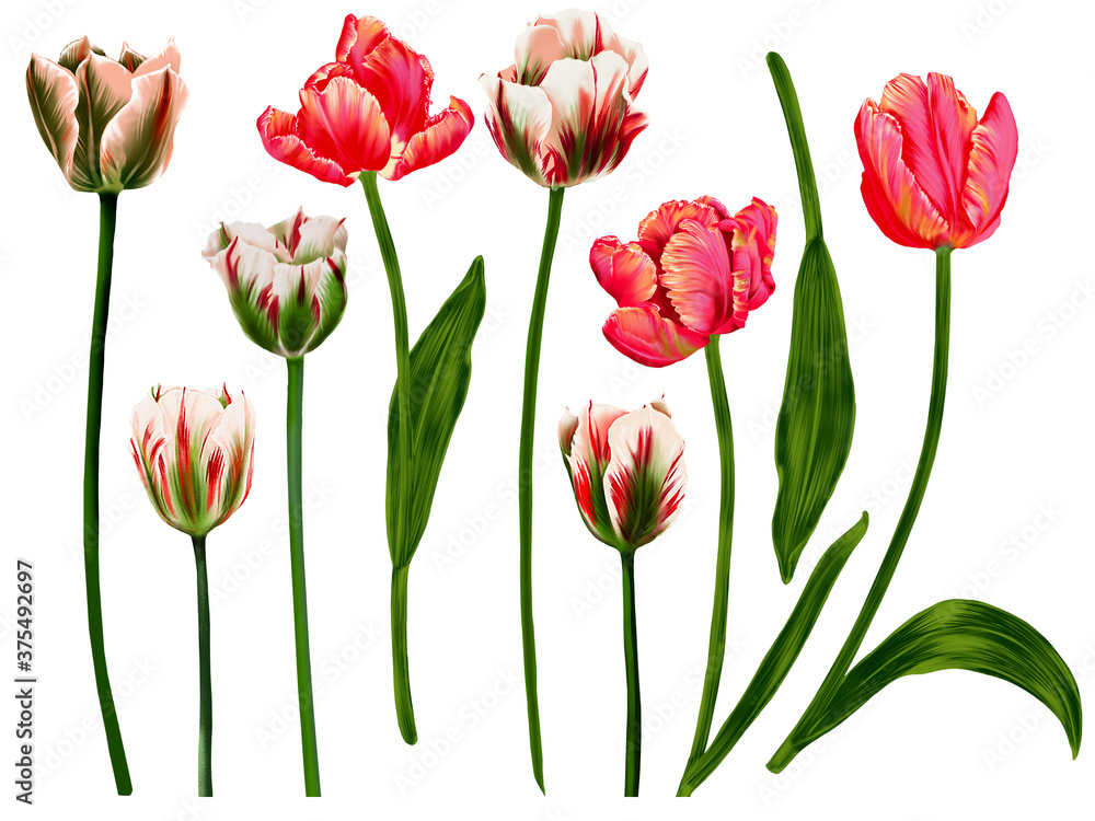 Set of tulips, stems and leaves on a white background. Summer garden flowers. Decorative botanical illustration. Set of tulips, stems and leaves on a white background. Summer garden flowers. Decorative botanical illustration.