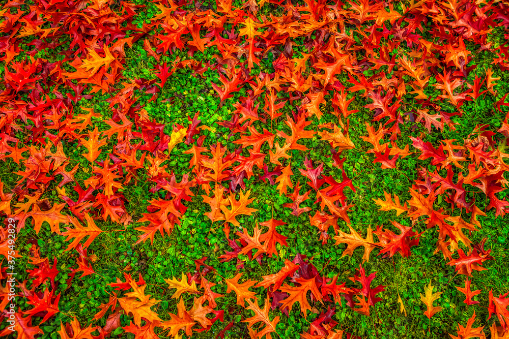 Multicolored leaves lie on the grass. Concept Autumn colors. Multicolored leaves lie on the grass. Concept Autumn colors.