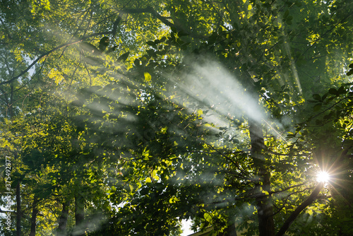 Haze sowing the sun rays  through foliage