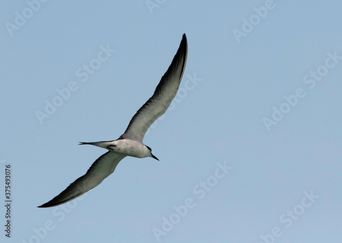 Bridled Tern in flight at Busiateen coast  Bahrain