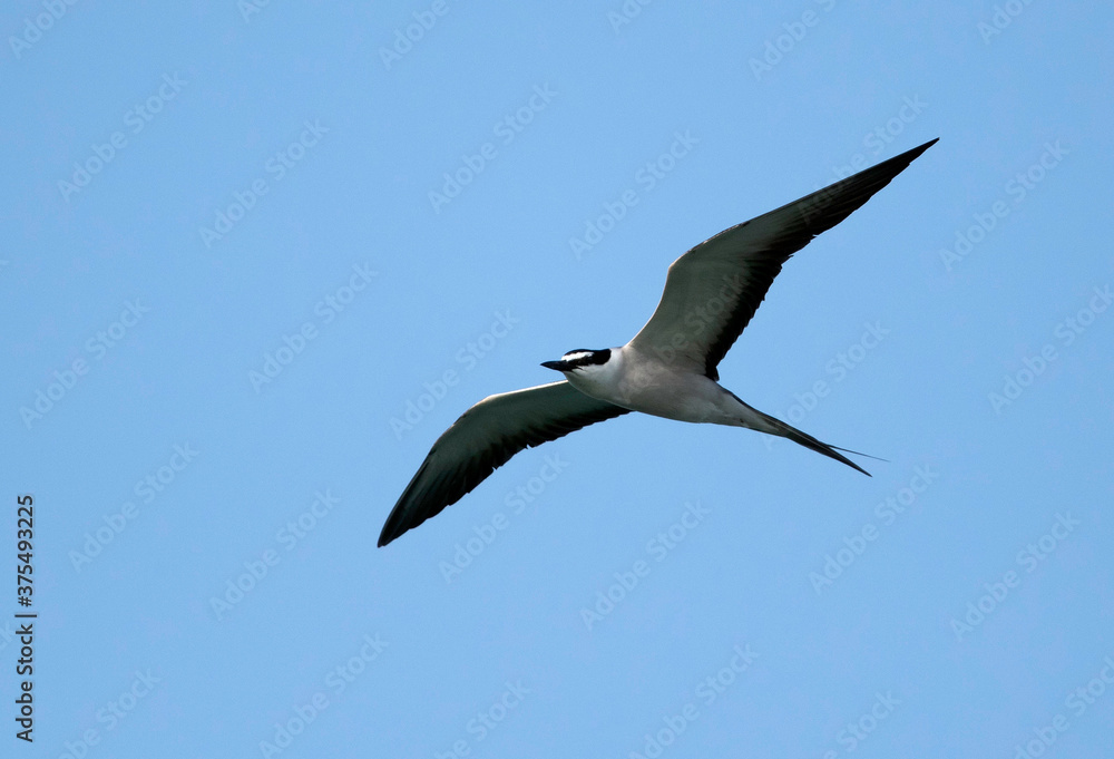 Bridled Tern in flight at Busiateen coast, Bahrain Bridled Tern in flight at Busiateen coast, Bahrain