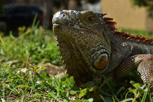 iguana on a branch © EldadPeimbert