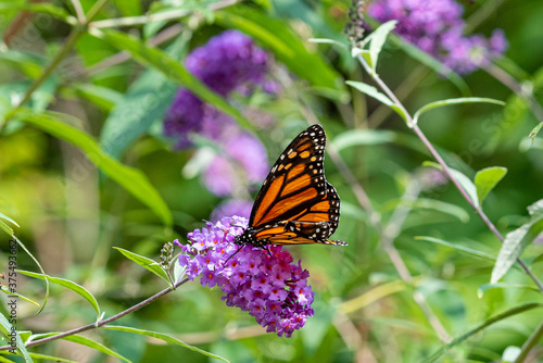 Orange monarch butterfly perched on purple butterfly bush flower in garden © Melissa