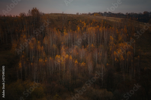 sunrise in the forest © Evgenii Ryzhenkov