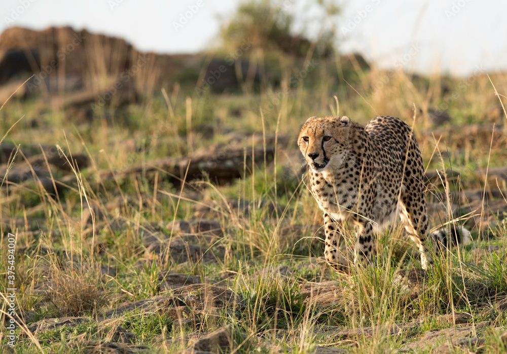 Cheetah moving down the hill at Masai Mara Cheetah moving down the hill at Masai Mara