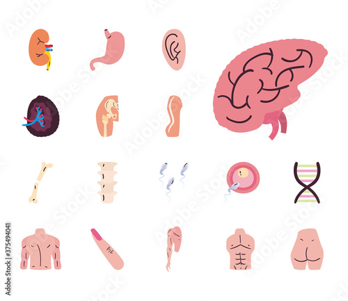 Human body free form style set of icons vector design
