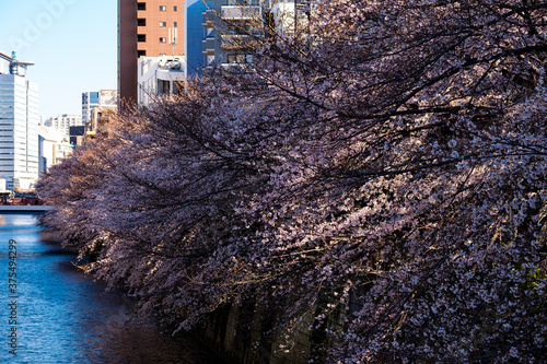 桜　Cherrry Blossoms  photo