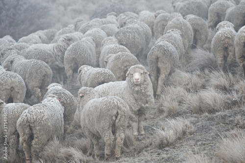 Frosty sheep in New Zealand