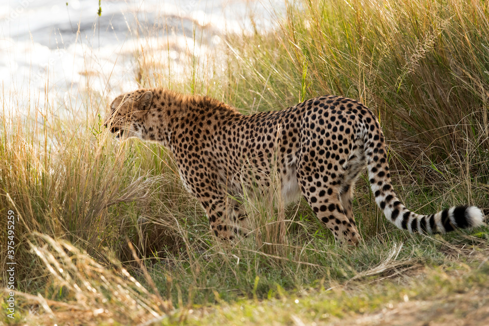 Cheetah near Mara  river, Masai Mara