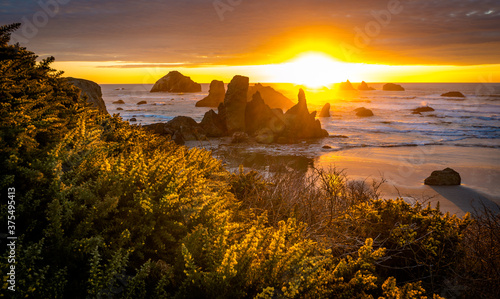 Sunset at Bandon Beach with yellow gorse flowers in foreground.  photo