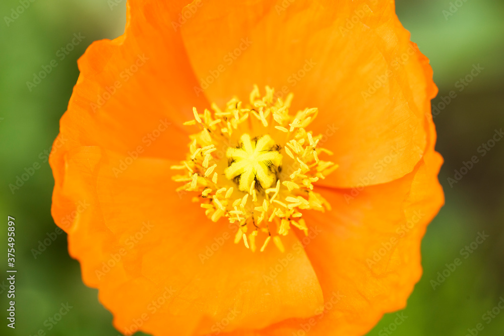 flower stamen macro flower stamen macro