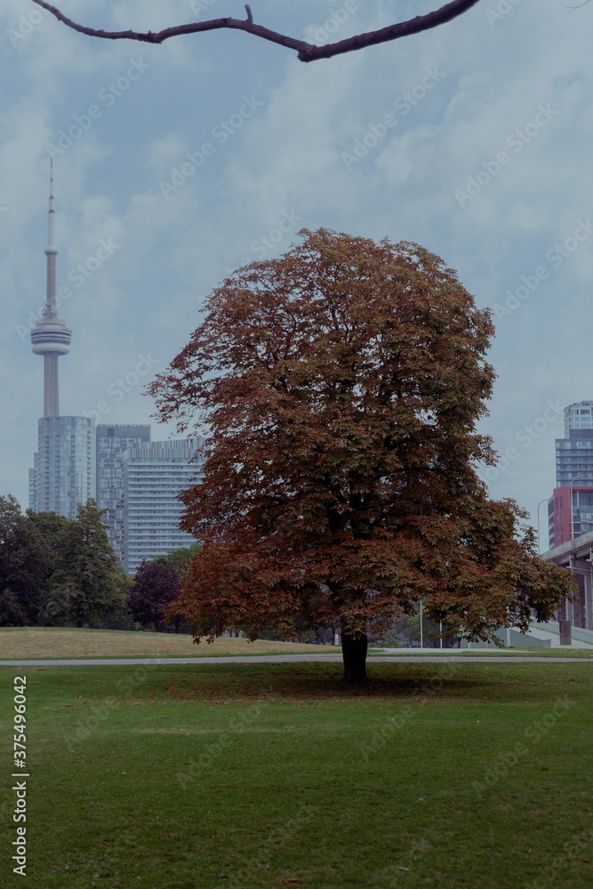 Obraz premium CN Tower from afar