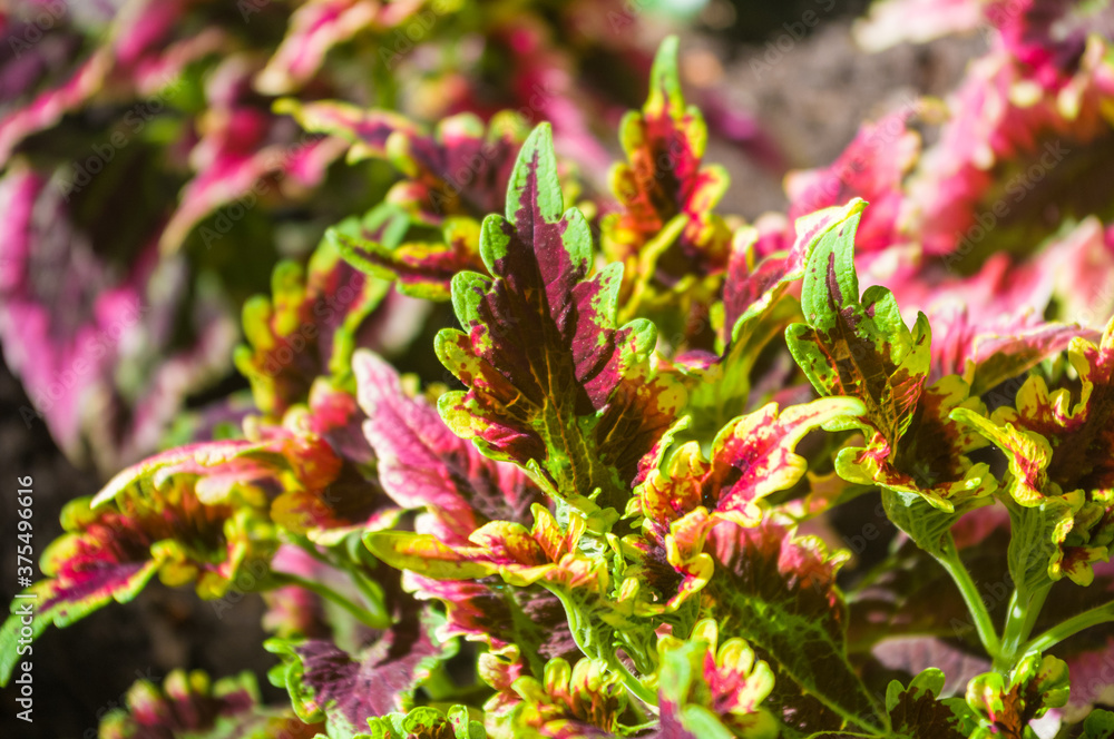 green prickly aloe leaves on a natural background, close-up