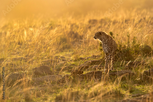 Cheetah on a mound in the evening light, Masai Mara
